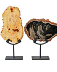 Petrified Wood on Iron Stand