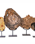 Petrified Wood on Iron Stand