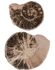 Split Polished Ammonite Pair Accent Decor